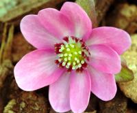 Big cerise pink flowers.